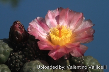 23913 valentino Valentino Vallicelli