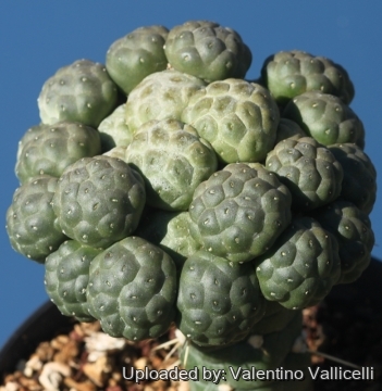 23926 valentino Valentino Vallicelli