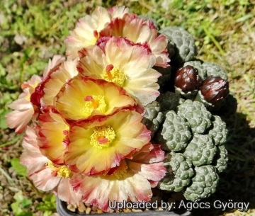 25797 agocs Agócs György