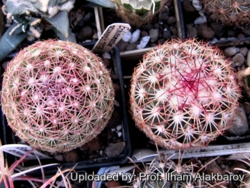 25843 Ilham Prof. Ilham Alakbarov