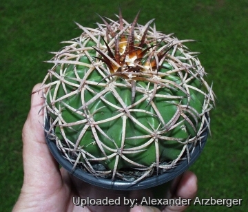 28118 alexander Alexander Arzberger