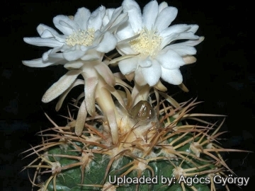 24299 agocs Agócs György