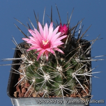 7703 valentino Valentino Vallicelli