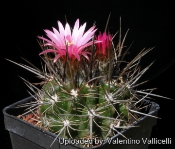 7706 valentino Valentino Vallicelli