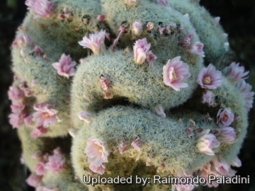 27057 RapCactus Raimondo Paladini