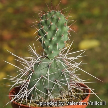 25595 valentino Valentino Vallicelli