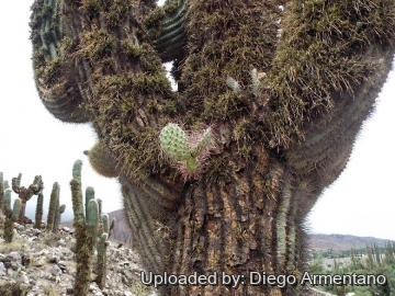 26335 diegoe Diego Armentano