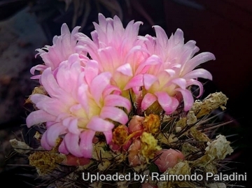 26901 RapCactus Raimondo Paladini