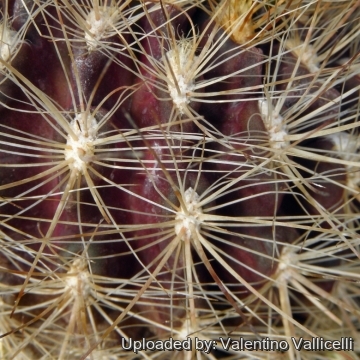 6270 valentino Valentino Vallicelli