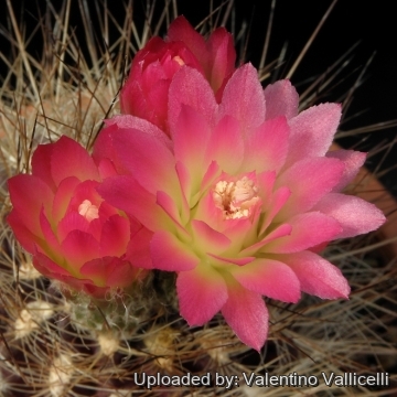 6272 valentino Valentino Vallicelli