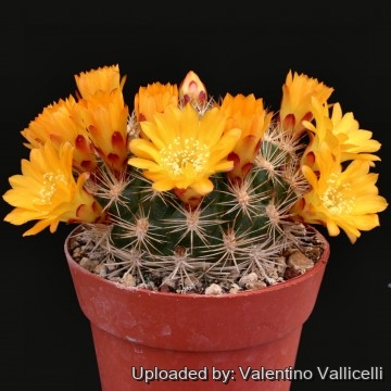 2087 valentino Valentino Vallicelli