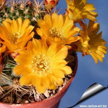 2094 cactus-art Cactus Art
