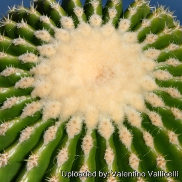 14481 valentino Valentino Vallicelli