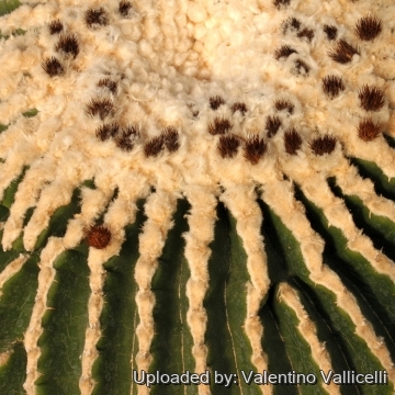 17538 valentino Valentino Vallicelli