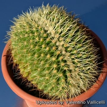 8780 valentino Valentino Vallicelli