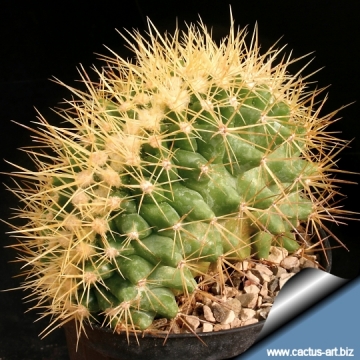 8785 cactus-art Cactus Art