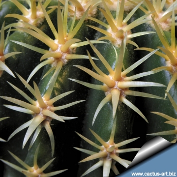 14466 cactus-art Cactus Art