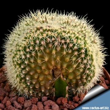 14452 cactus-art Cactus Art