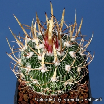 13950 valentino Valentino Vallicelli