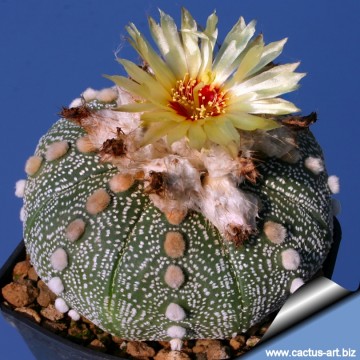 504 cactus-art Cactus Art