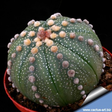508 cactus-art Cactus Art