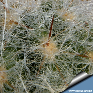 9092 cactus-art Cactus Art