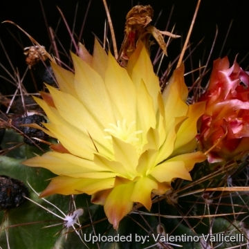 4961 valentino Valentino Vallicelli