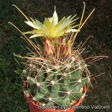 4962 valentino Valentino Vallicelli