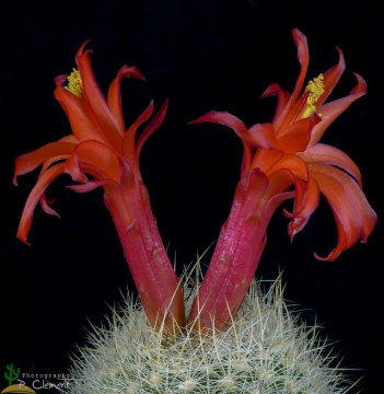 29248 cpif Peiffer Clement