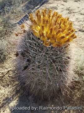 29939 RapCactus Raimondo Paladini
