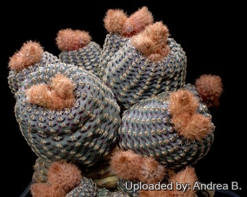 2697 andrea Andrea B.