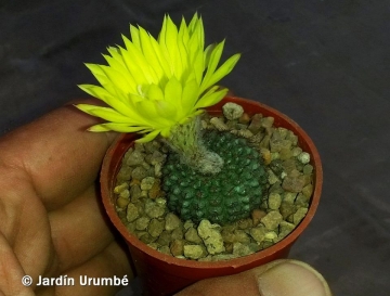 27565 alexander Alexander Arzberger