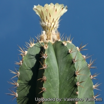 16421 valentino Valentino Vallicelli