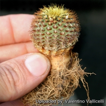 13196 valentino Valentino Vallicelli