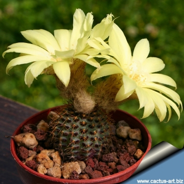 13198 cactus-art Cactus Art