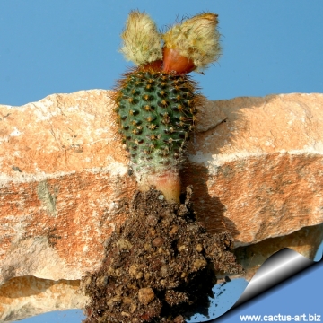 13199 cactus-art Cactus Art