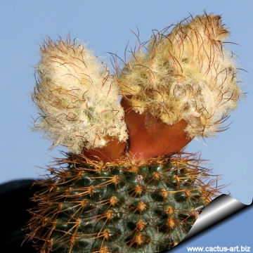 13200 cactus-art Cactus Art
