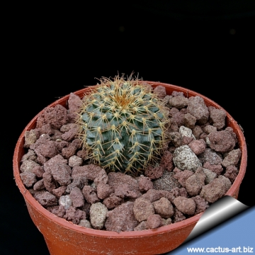 13202 cactus-art Cactus Art