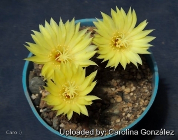 25786 carolina Carolina González