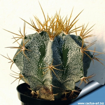 9204 cactus-art Cactus Art