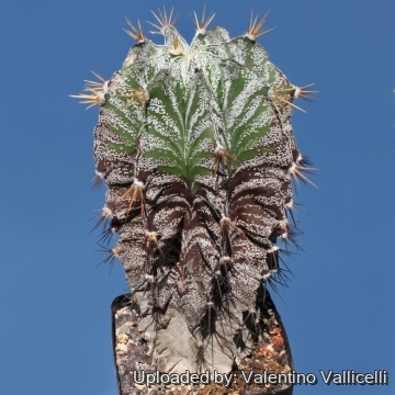 8257 valentino Valentino Vallicelli