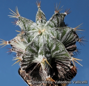 8258 valentino Valentino Vallicelli