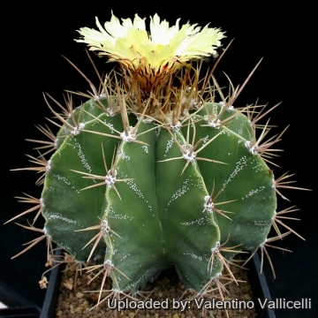 8259 valentino Valentino Vallicelli