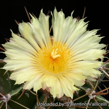 8260 valentino Valentino Vallicelli