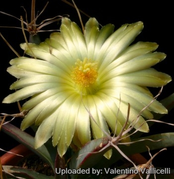 2298 valentino Valentino Vallicelli