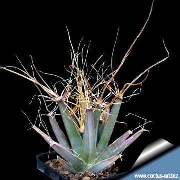 2306 cactus-art Cactus Art