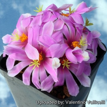 2614 valentino Valentino Vallicelli