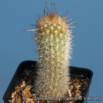 16958 valentino Valentino Vallicelli