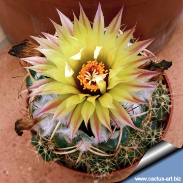 3065 cactus-art Cactus Art