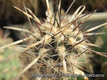 22146 Ilham Prof. Ilham Alakbarov